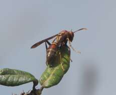 Image of Polistes bahamensis Bequard & Salt 1931