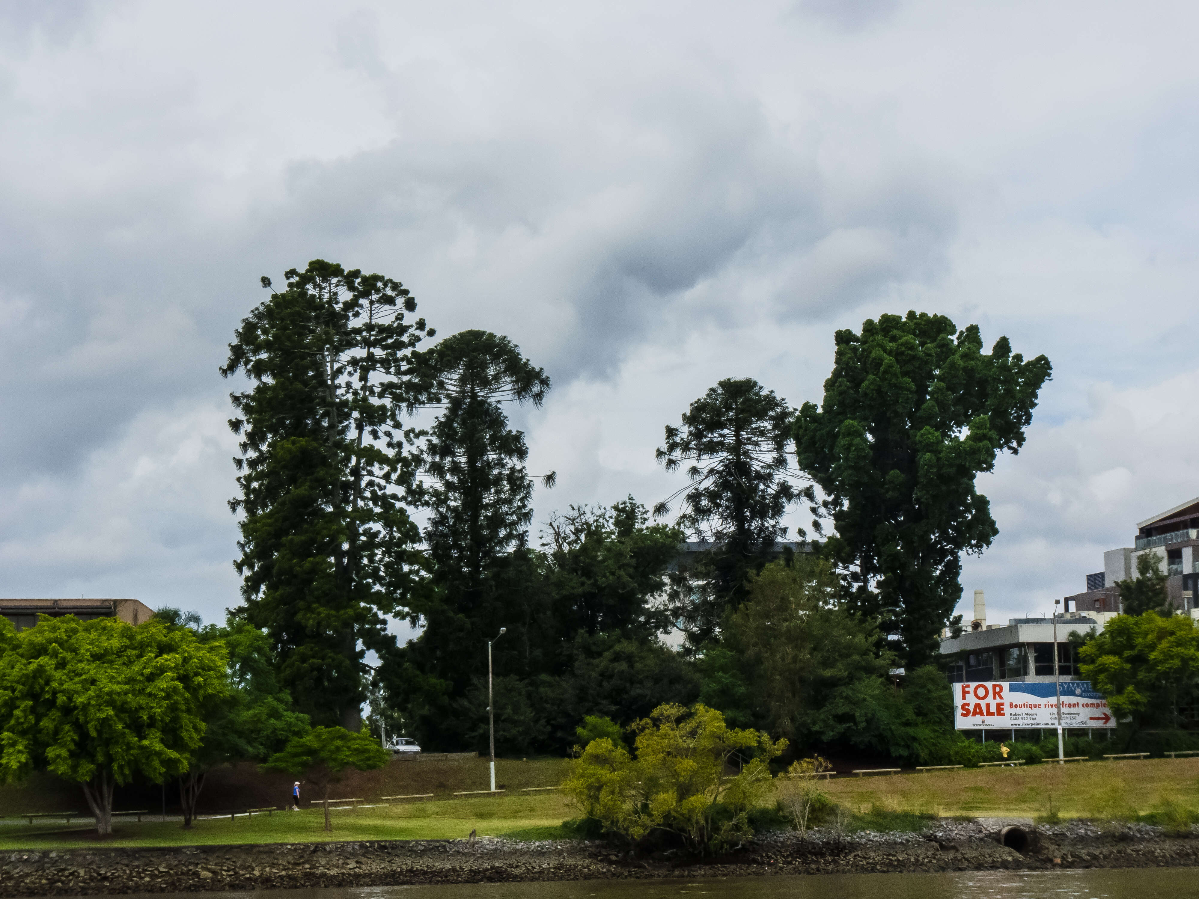 Image of Colonial Pine