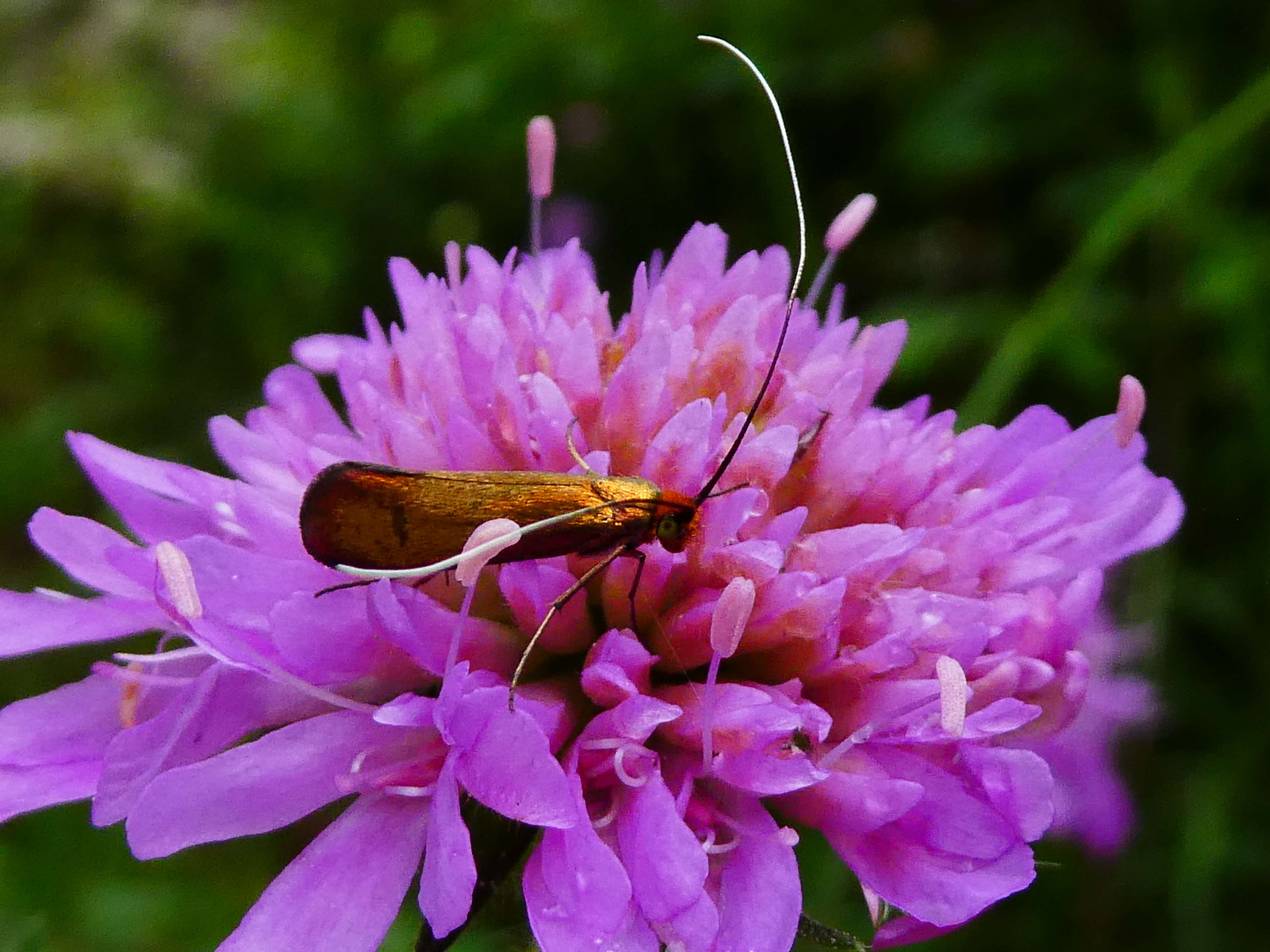 Image of Nemophora metallica