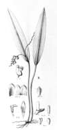 Image of Stelis amoena Pridgeon & M. W. Chase