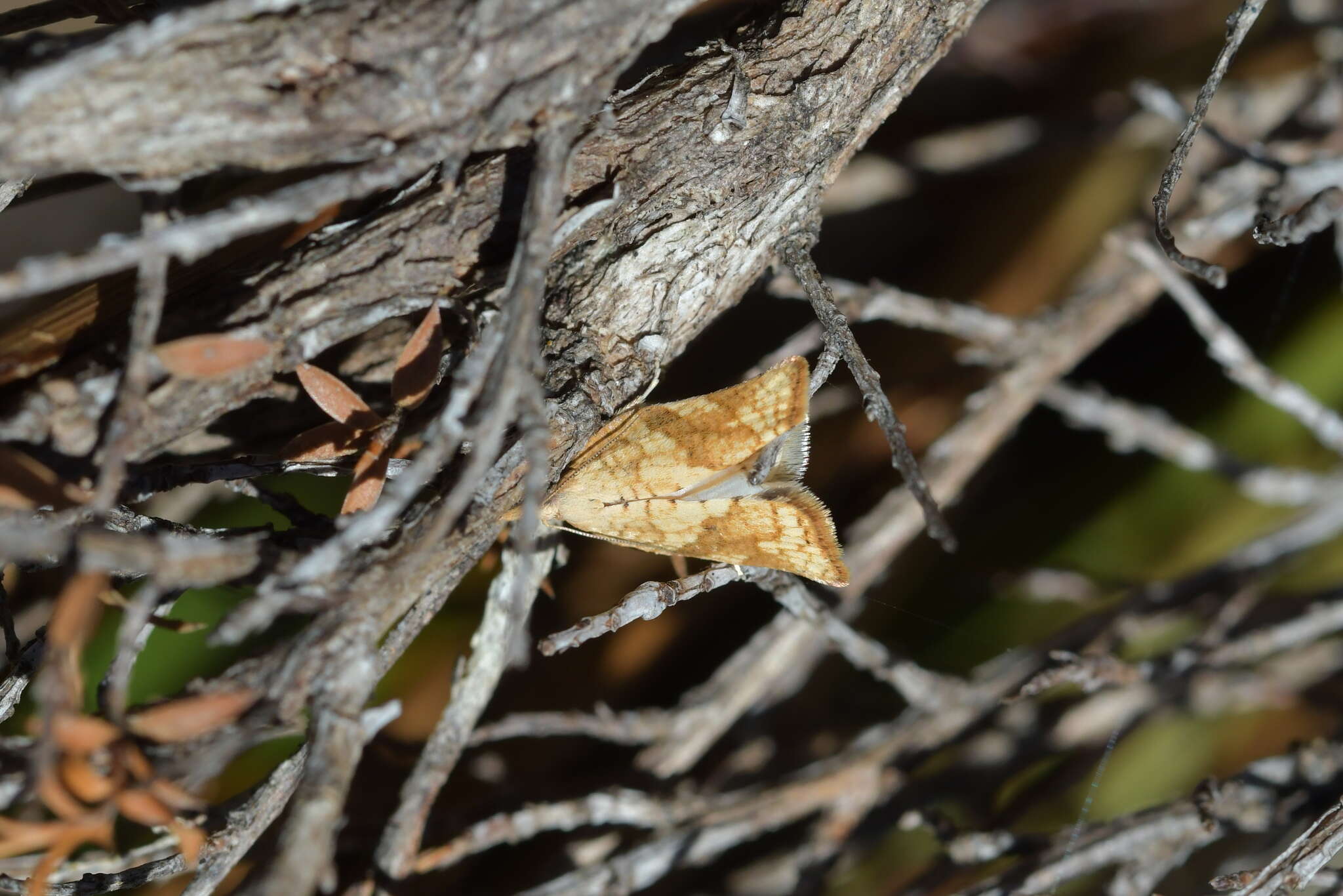 Image of Catamacta gavisana Walker 1863