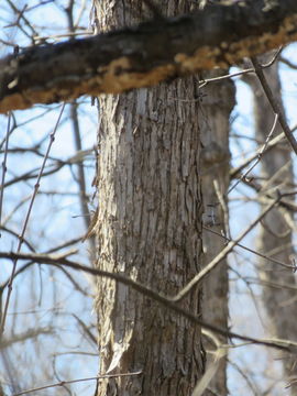 Image of <i>Ostrya virginiana</i>
