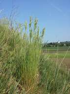 Image of Festuca rupicola Heuff.