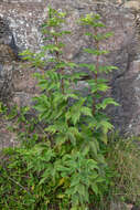 Imagem de Sambucus racemosa L.