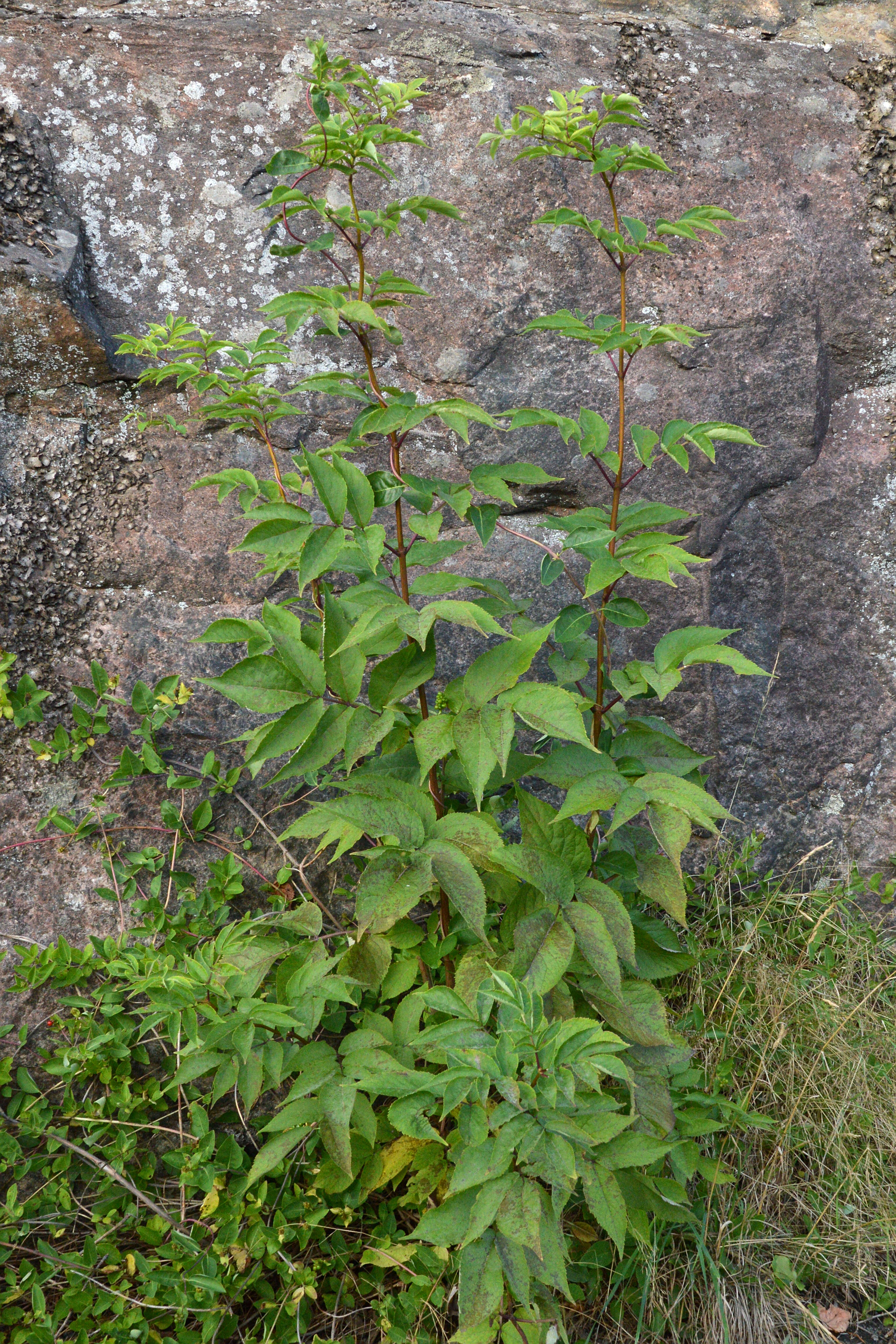 Imagem de Sambucus racemosa L.