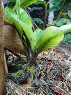 Image of Banana aphid