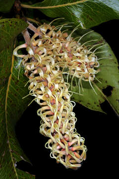 Image of Broad-leave beech