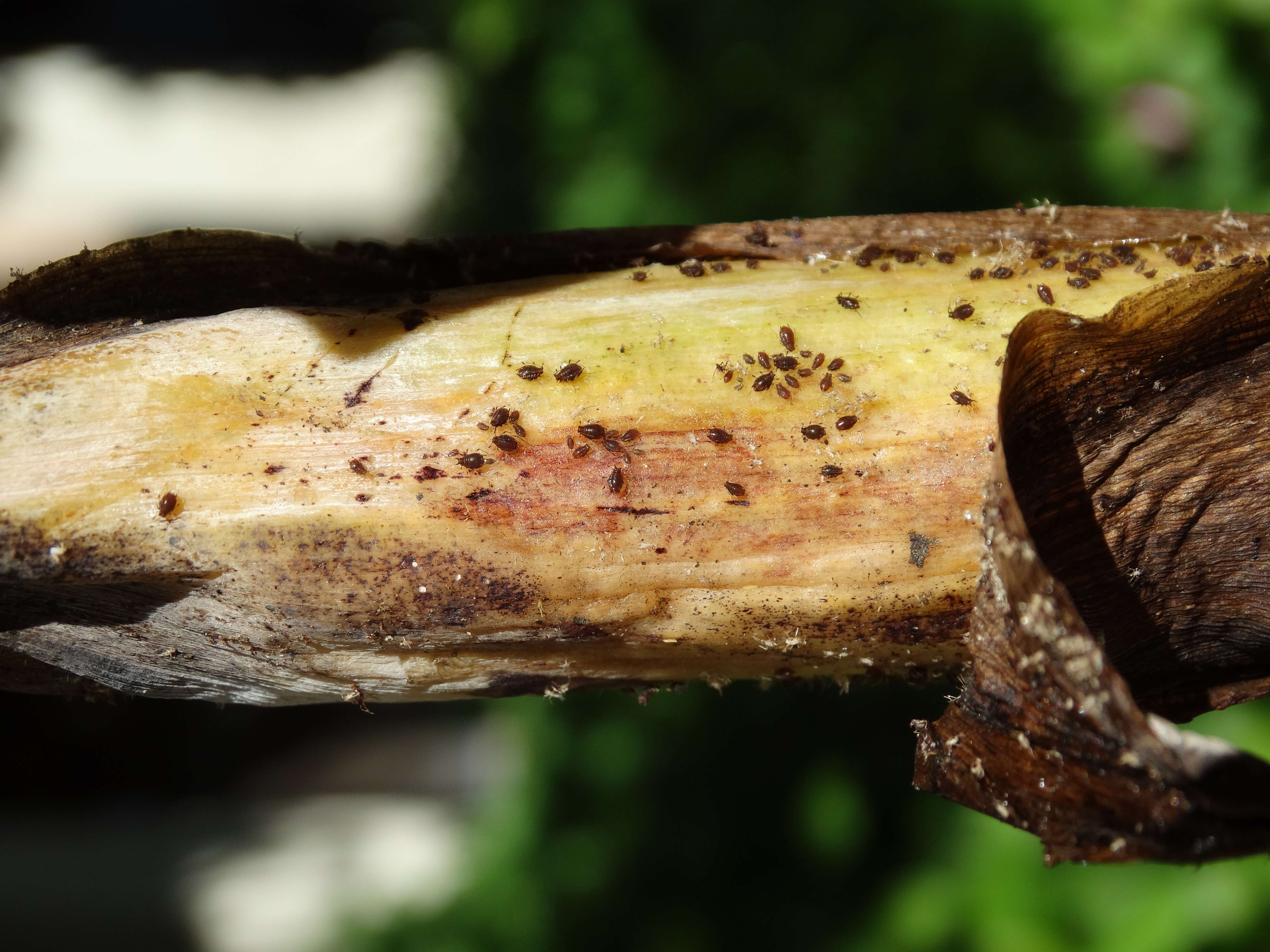 Image of Banana aphid