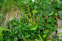 صورة Selaginella selaginoides (L.) Schrank & C. F. P. Mart.