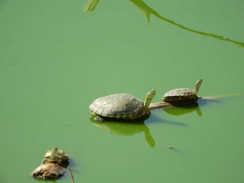 Image of Trachemys hartwegi