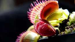 Image de Dionaea