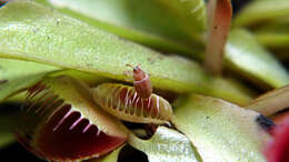 Image de Dionaea