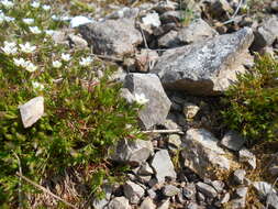 Image of Sabulina verna subsp. verna