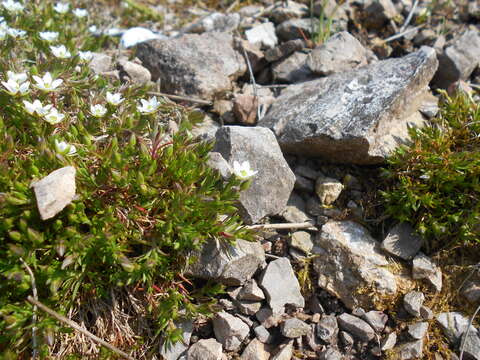 Image of Sabulina verna subsp. verna