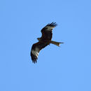Image of Black kite