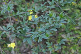 Image of Japanese jasmine