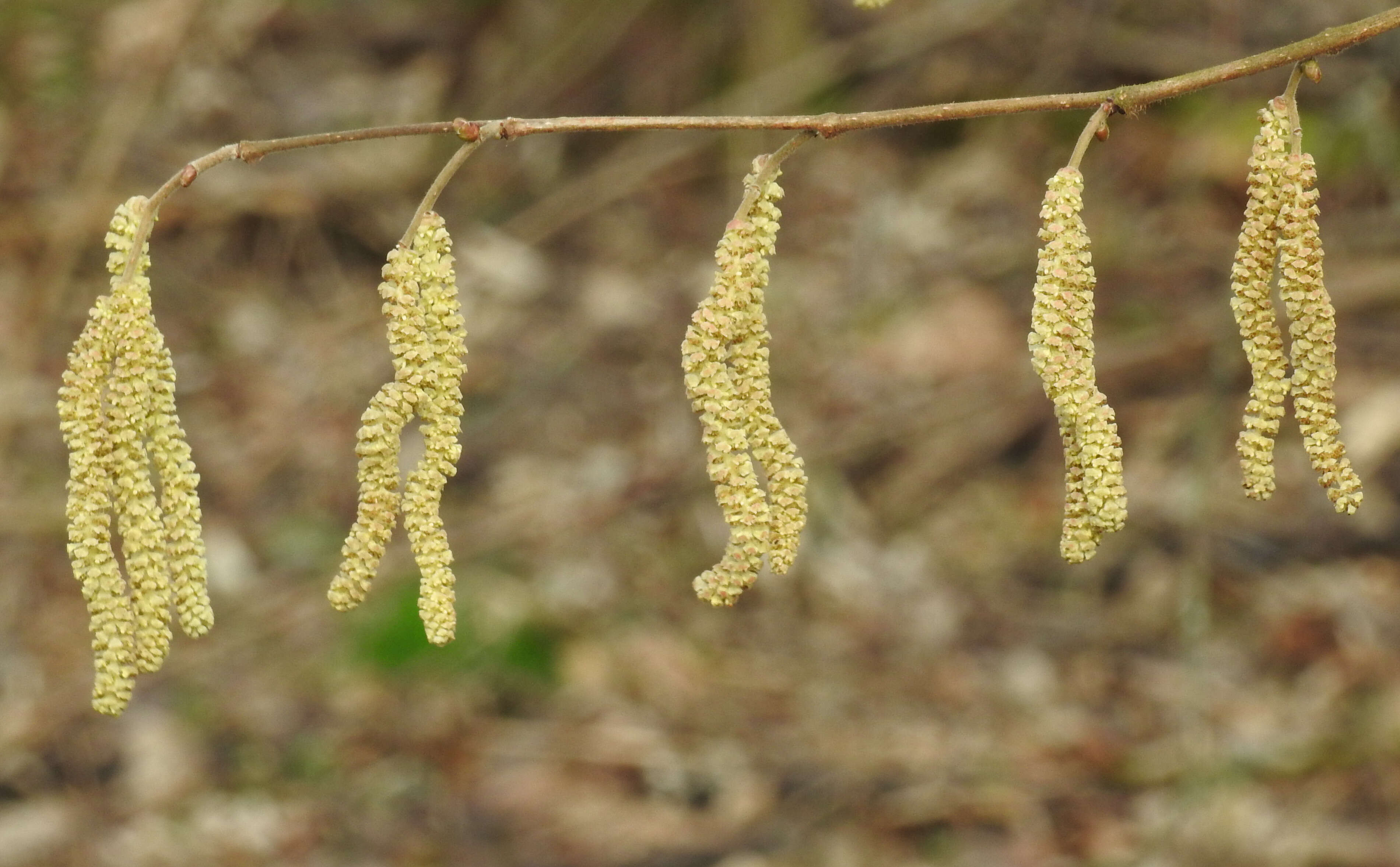 Image of Cobnut