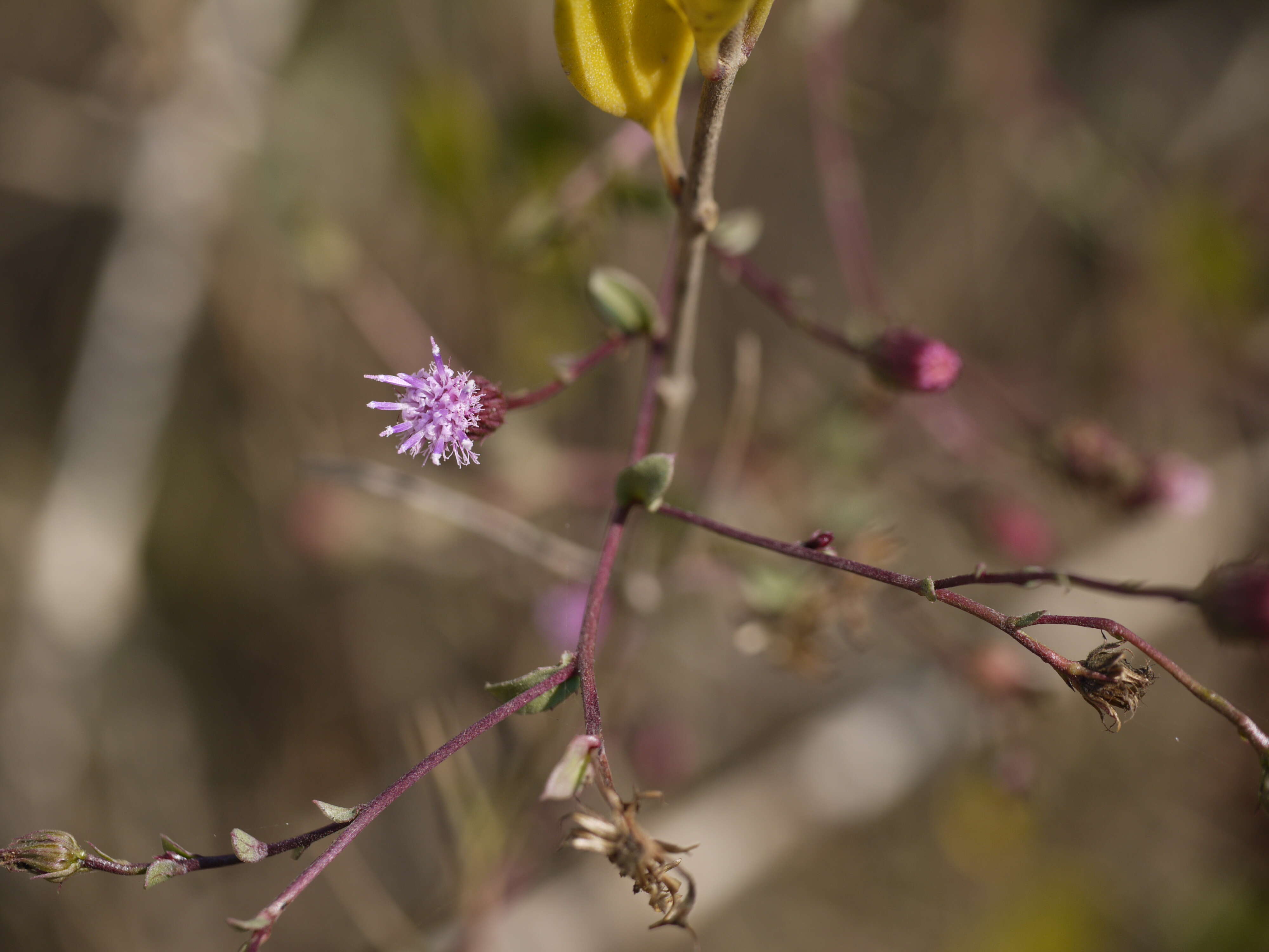 Image of ironweed