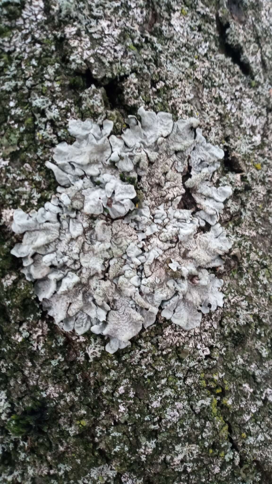 Image of Hammered shield lichen