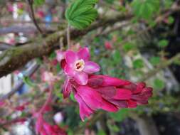 Imagem de Ribes sanguineum Pursh