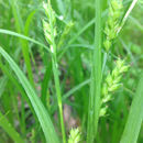 Image of <i>Carex grisea</i>