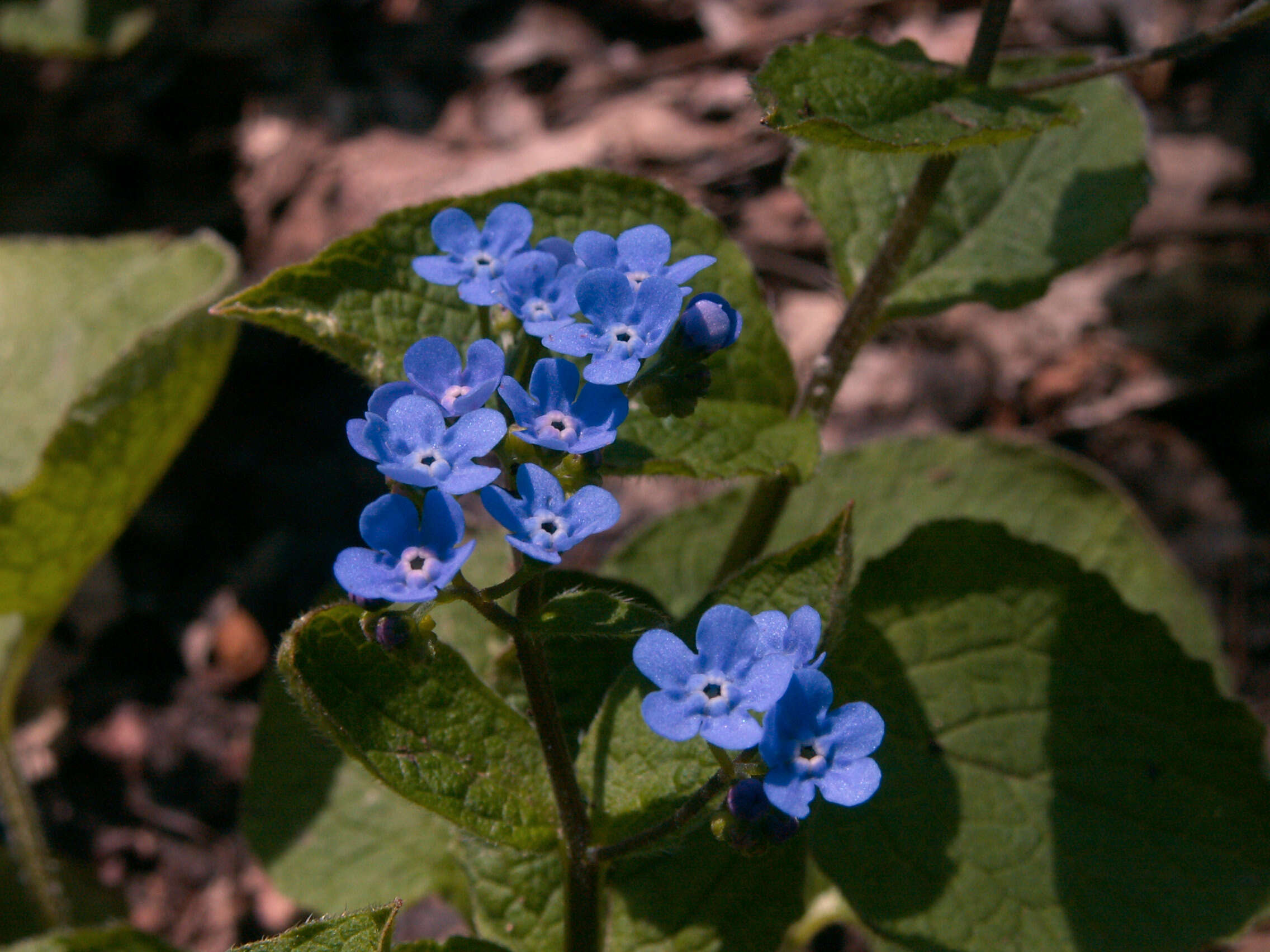 Image of False Forget-Me-Not