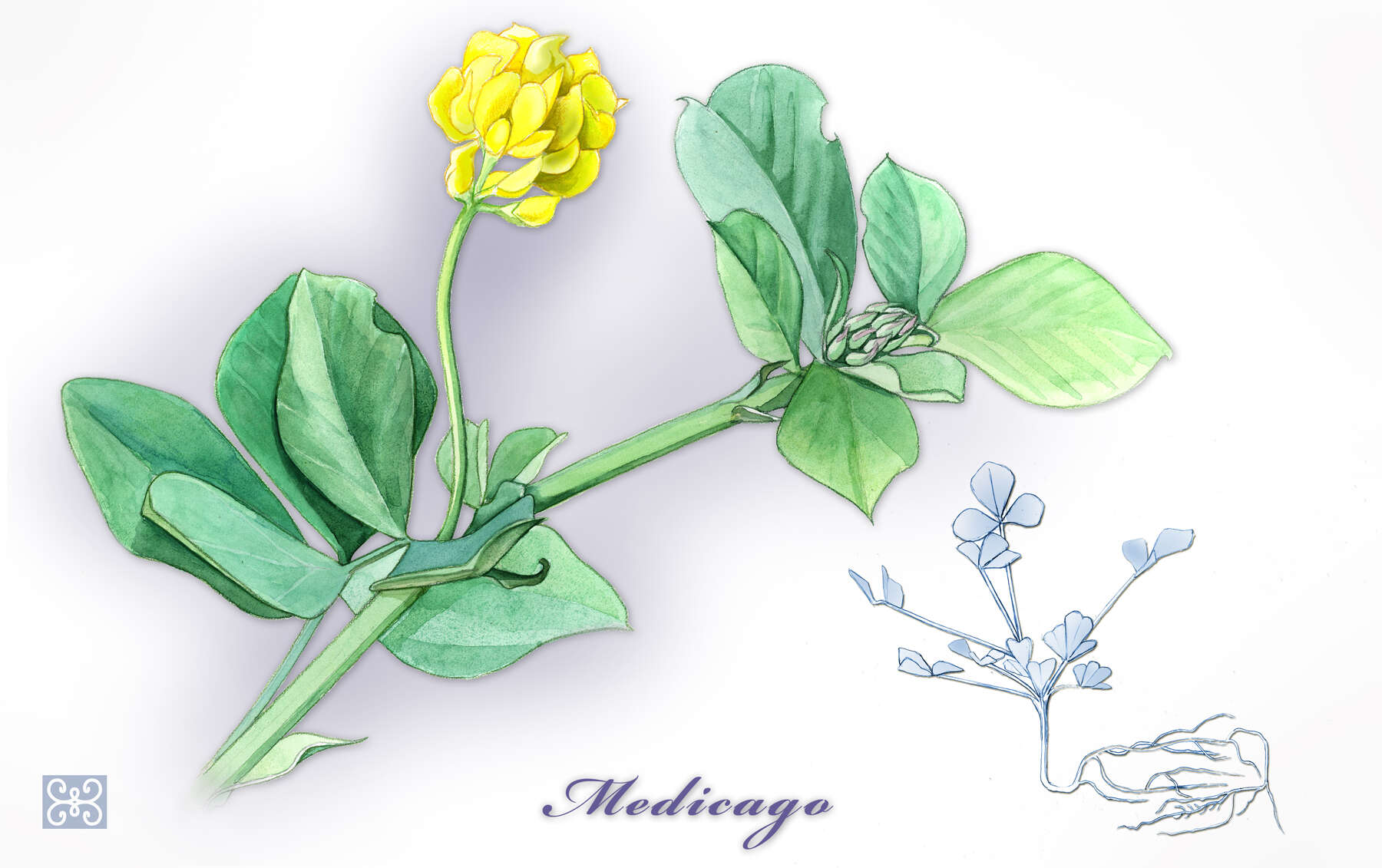 Слика од Medicago truncatula Gaertn.