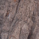 Image of <i>Milicia regia</i>