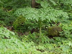 Image of amorphophallus