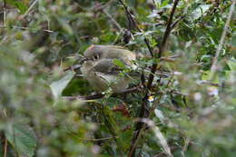 Image of Golden-crowned Kinglet