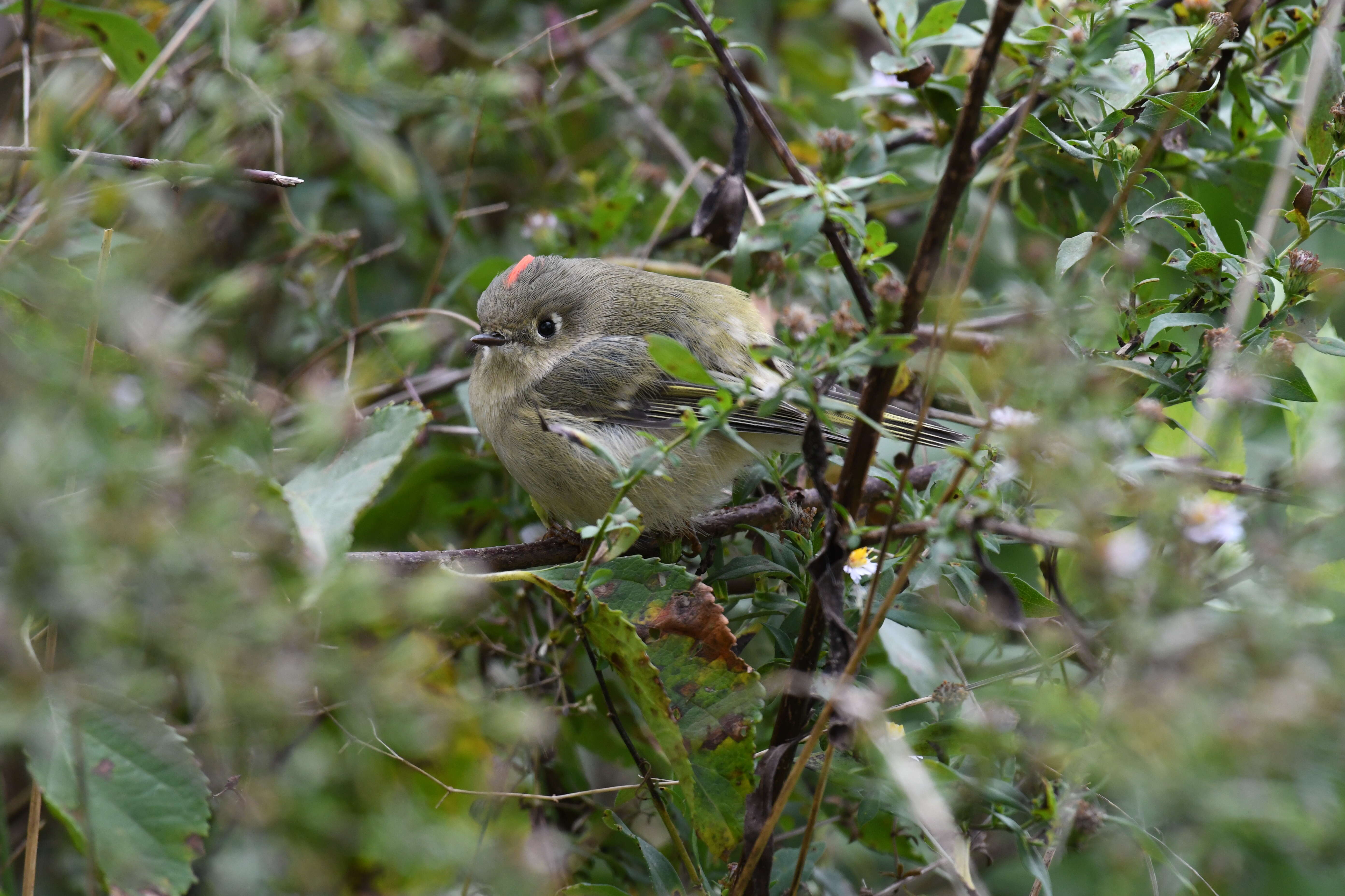 Image of Golden-crowned Kinglet