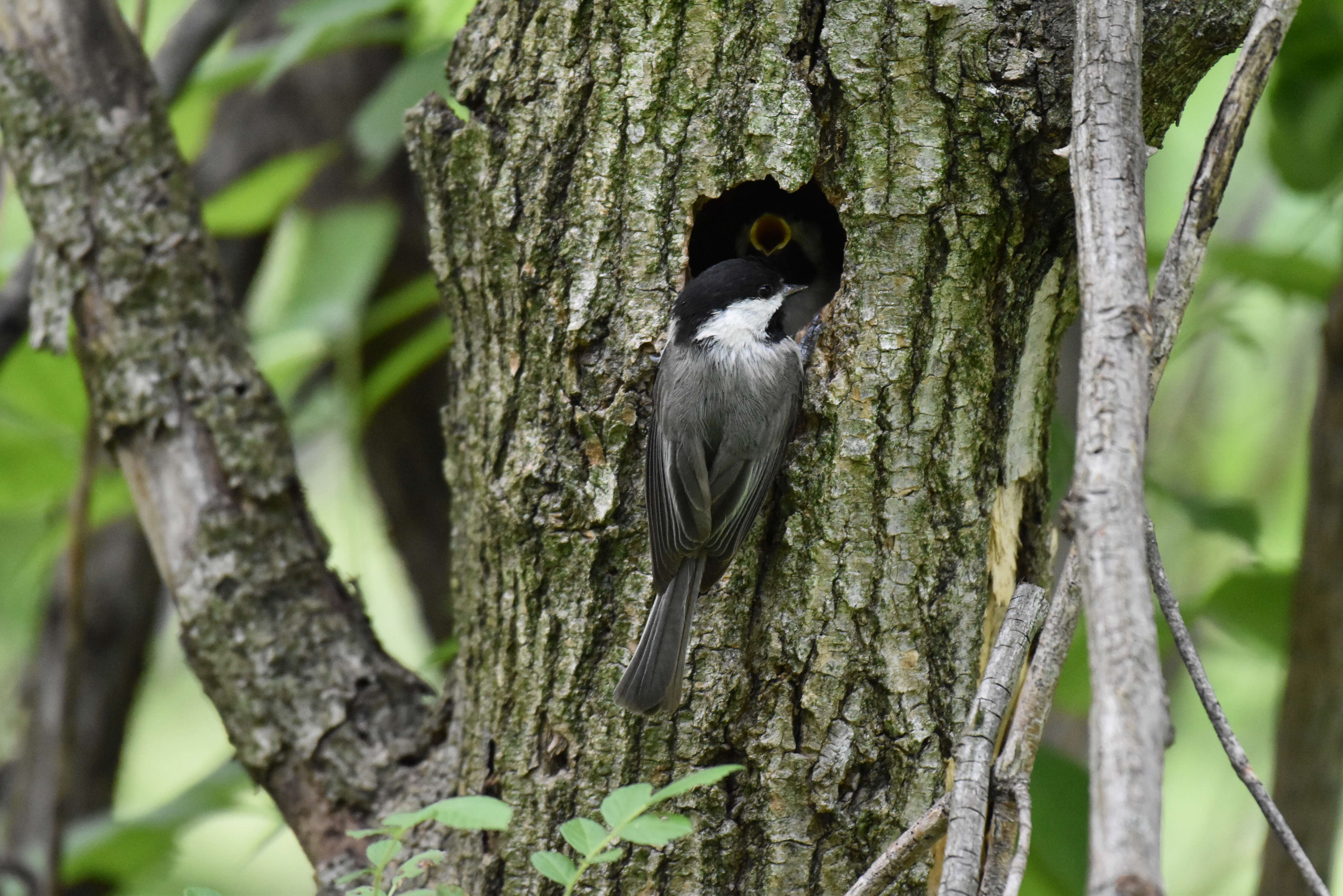 Image of Carolina Chickadee