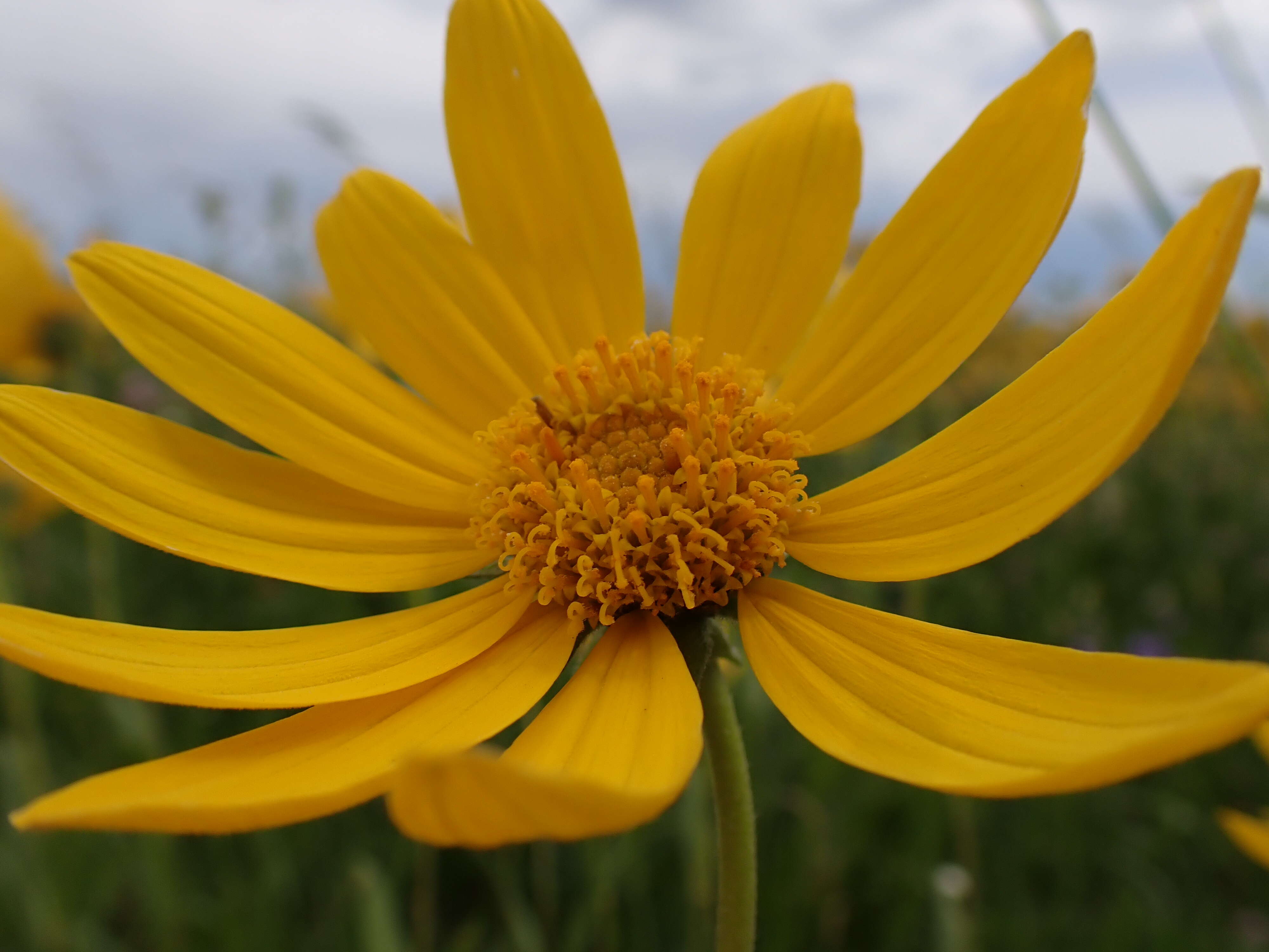 Image of oneflower helianthella