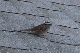 Image of White-throated Sparrow