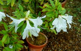 Imagem de Rhododendron boninense Nakai