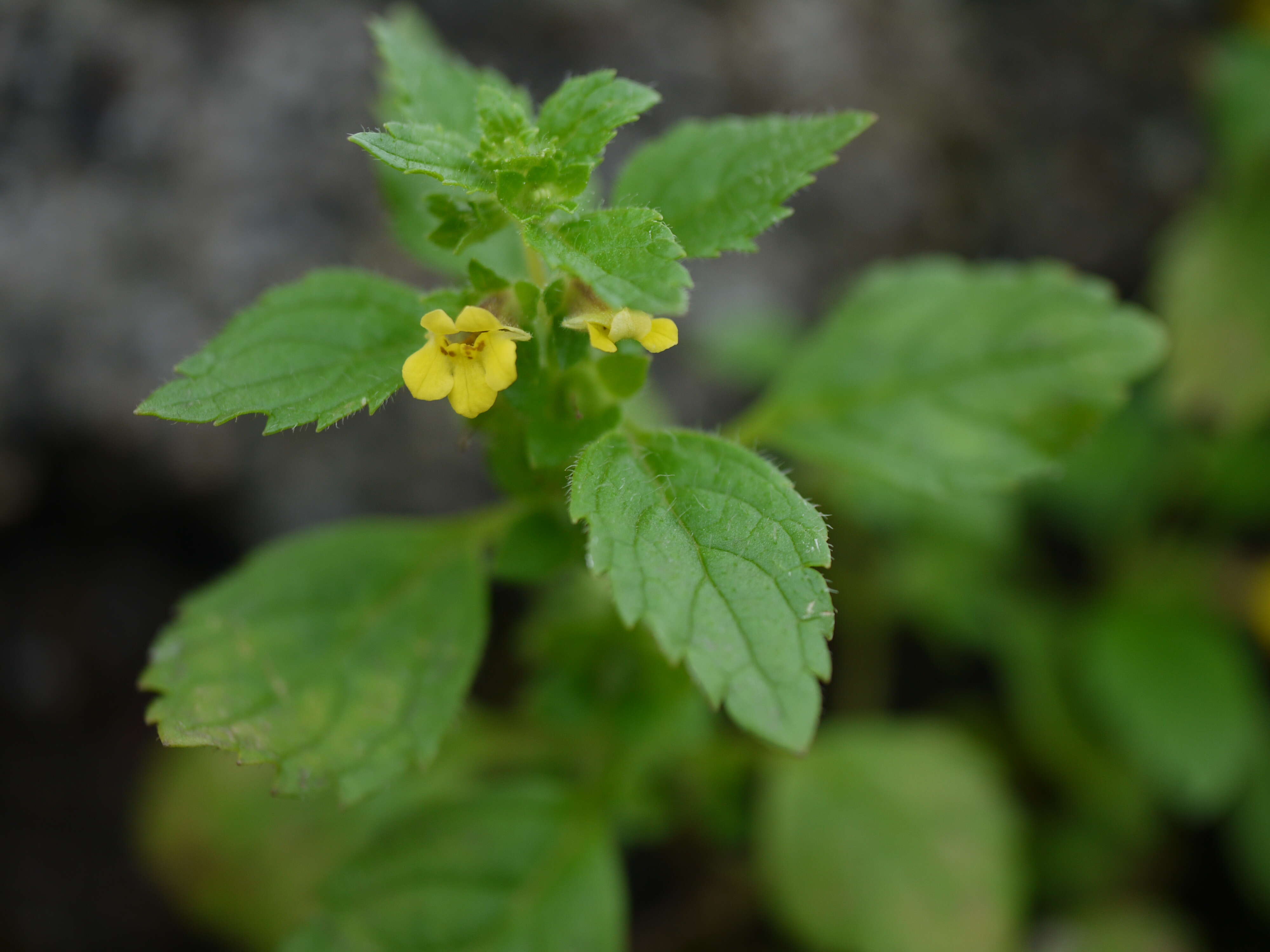 Image of Lindenbergia muraria (Roxb. ex D. Don) Brühl