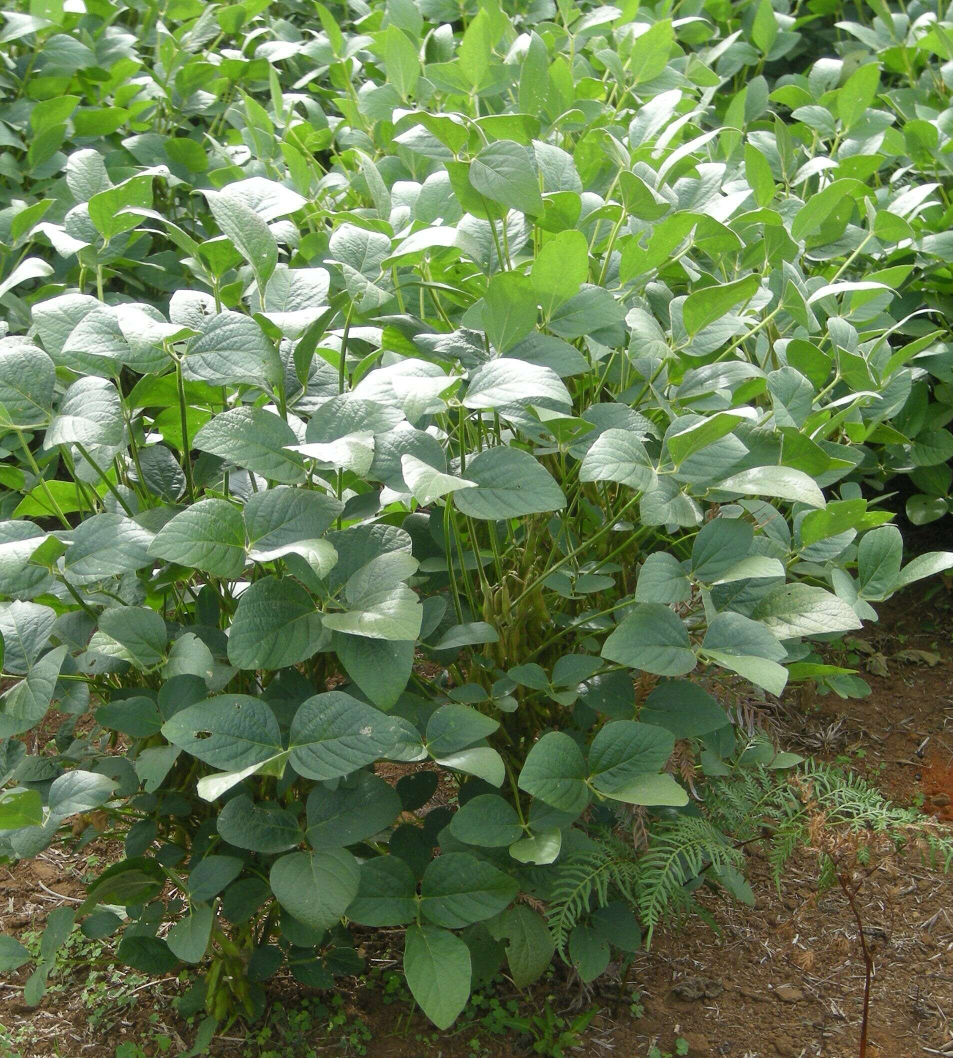 Image of soybean