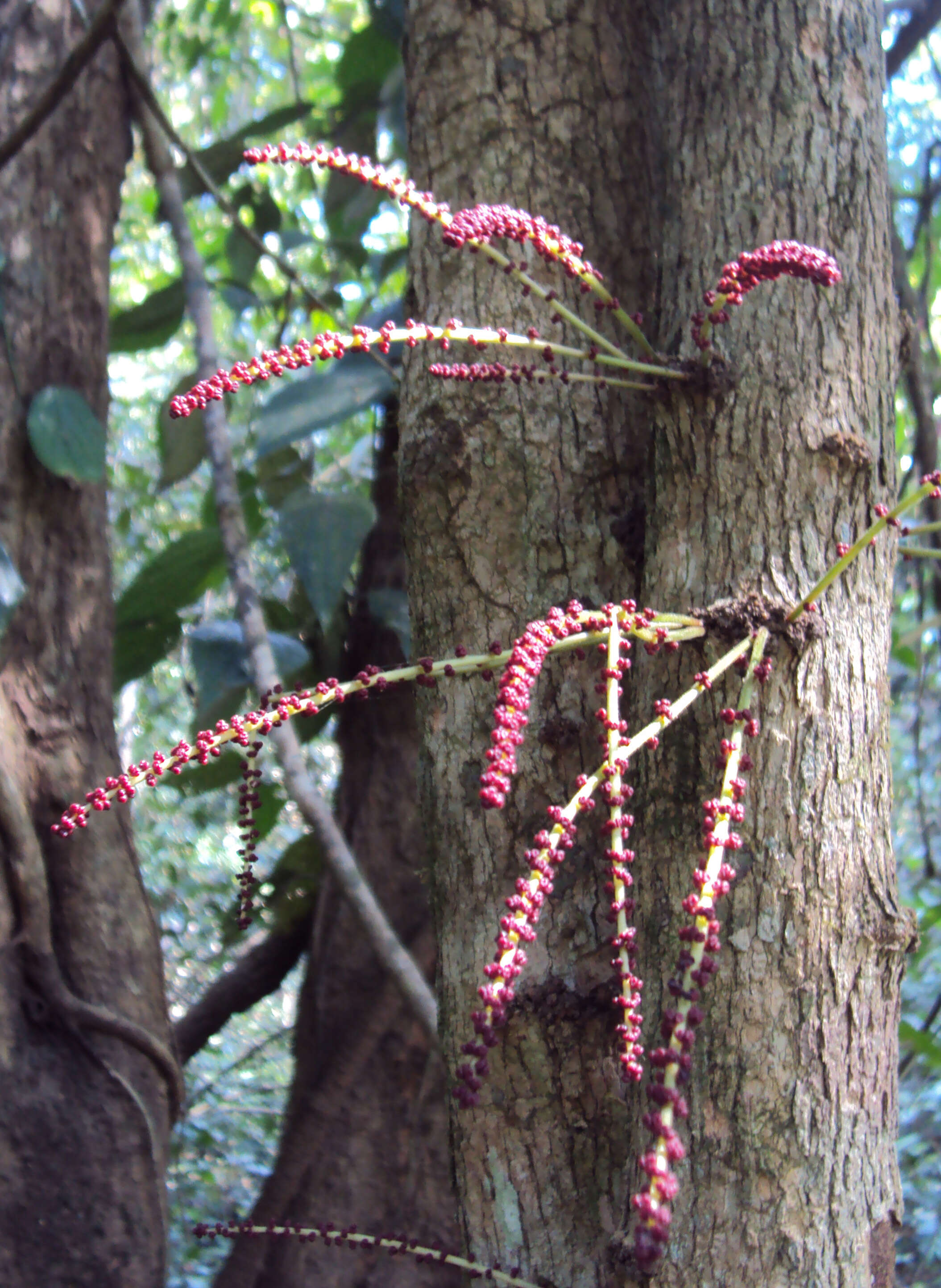 Image de Baccaurea courtallensis (Wight) Müll. Arg.