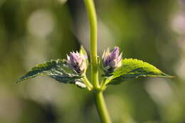 Imagem de Agastache foeniculum (Pursh) Kuntze