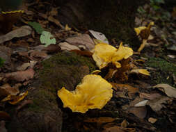 Image of Hygrophoropsis aurantiaca (Wulfen) Maire 1921