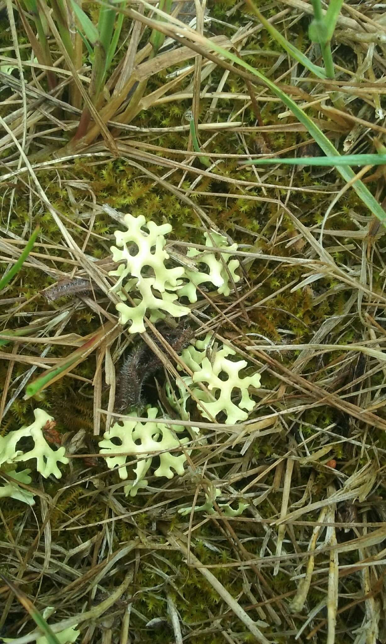 Imagem de Xanthoparmelia semiviridis (F. Muell. ex Nyl.) O. Blanco, A. Crespo, Elix, D. Hawksw. & Lumbsch