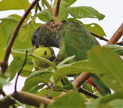 Image of Scaly-headed Parrot