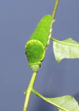 Image of Zanthoxylum rhetsa (Roxb.) DC.