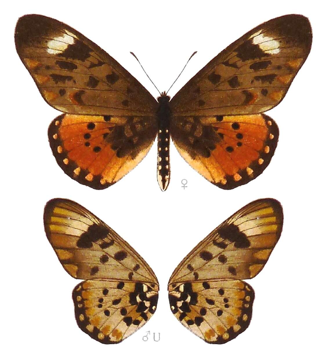 Image of Acraea zetes Linnaeus 1758