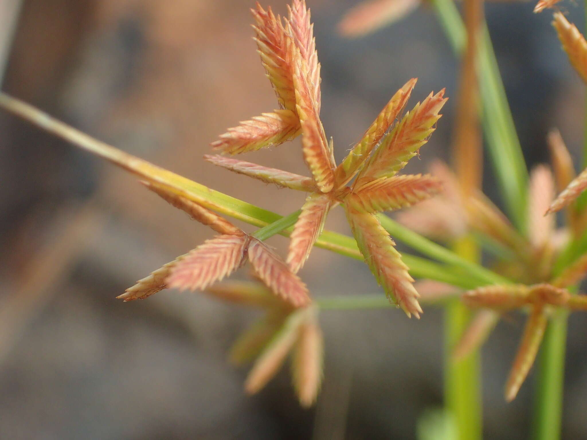 Image of Dentate umbrella sedge