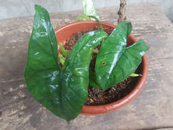 Alocasia heterophylla (C. Presl) Merr. resmi