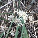 Image of <i>Allium brandegeei</i>