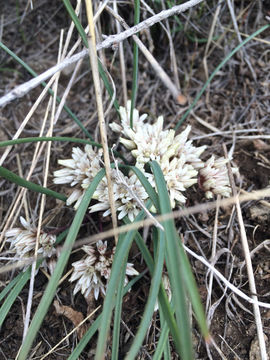 Image of <i>Allium brandegeei</i>