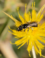 Image of Centaurea hyalolepis Boiss.