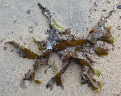 Image of toothed wrack